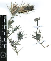 Image result for Barleria rigida