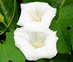 Image result for Ipomoea tricolor