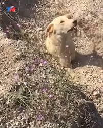 🐶 Rescataron a una perra enterrada hasta el cuello y se dieron cuenta de  que no estaba sola | Facebook