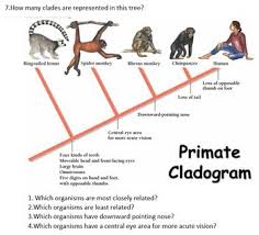 High School Biology Evolution Unit Phylogenetic Trees And Cladograms High School Biology Biology High School