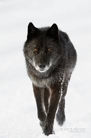 Https Www Google Ca Blank Html Wolf Photos Black Wolf Wolf