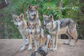 Establish in 1996 as north carolina's first 100% pet bird and exotic animal veterinary practice Sarah Morrow Veterinary Assistant Avian And Exotic Animal Care Linkedin