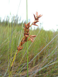 Image result for Schoenus