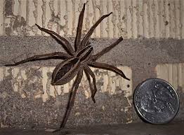 The black widow has a round. Wolf Spiders These Speedy Hunters Hardly Warrant Our Loathing For Them Local Sports Paducahsun Com