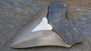 It was laying in the sand at the water line and it's 3 inches. Woman Finds Massive Mysterious Tooth On South Carolina Beach