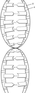 Protein synthesis worksheet answer key part b. Https Www Cusd80 Com Cms Lib6 Az01001175 Centricity Domain 8456 Dna 20double 20helix 20key Pdf