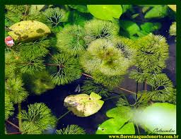 Image result for Cabombaceae