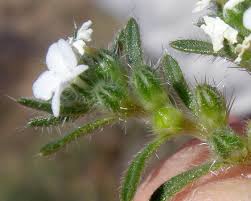 Image result for Pentas micrantha