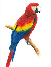 Pin By Grace Chua On Disney Drawings Parrot Painting Macaw Art Parrot Drawing