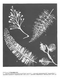 Image result for Trichomanes crispiforme