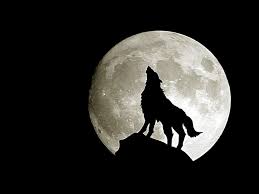 In this tutorial,i`ll show you the steps i took to create an amazing wallpaper with a wolf howling at a big magic moon. Wolf Under Full Moon Wallpaper Animal Wolf Dark Howling Moon Hd Wallpaper Wallpaperbetter