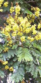 Image result for Limeum pterocarpum