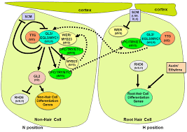 The thinning hair at my crown has shown and i started taking maca root powder for hair growth. Root Hairs