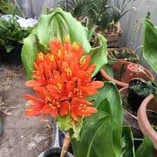 Image result for Scadoxus pole-evansii