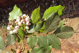 Image result for Millettia pinnata