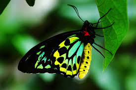 le jardin aux papillons most beautiful butterfly beautiful butterflies nature inspiration