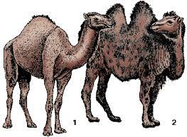 What's the latin word for camel? Camel Definition Of Camel By Merriam Webster