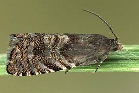 Image result for Cydia strobilella