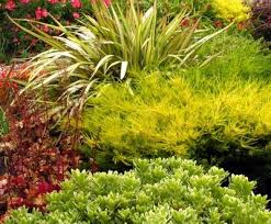 Check spelling or type a new query. Interleafings A Hot Color And No Lawn Garden In Los Altos Patio Garden Design Lawn And Garden Japanese Maple Garden