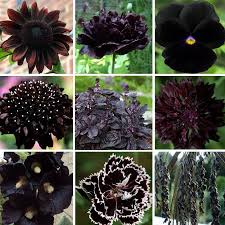Belonging to the family solanaceae, petunias produce a bushy mass of beautiful flowers that last from early spring until fall. Goth Garden Almost Black Naturally Dark Flowers Seed Collection 9 Varieties Monochromatic Flowers Flower Seeds Goth Garden