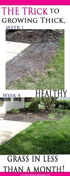 How To Grow Grass Fast Grow Grass Fast Growing Grass Healthy Grass