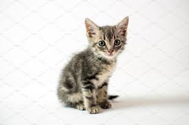 Check spelling or type a new query. Cute Small Baby Silver Tabby Cat Containing Cat Kitten And Animal High Quality Animal Stock Photos Creative Market