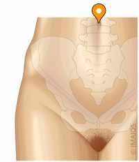 Image result for Umbilicus