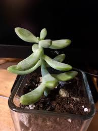 An intergeneric hybrid of graptopetalum x echeveria with a striking blue tone.it grows long, thick stems that bend and sprawl as they develop. My Entire Succulent Collection With Names If I Know Them Album On Imgur