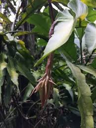 Image result for Ophrypetalum odoratum