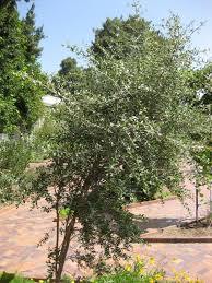 Image result for Lawsonia