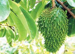 Rasanya seperti gabungan nenas, berri dan sitrus serta mempunyai tekstur berkrim. 5 Manfaat Buah Durian Belanda Atau Sirsak Untuk Kesehatan Tubuh Caretet