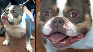 As a rescue we take extra precautions to make sure our french bulldogs are placed properly with an adopter who understands the breed and is also financially aware of the health. Kobe A Dog At Smithtown Animal Shelter On Long Island To Receive Life Changing Surgery Abc7 New York