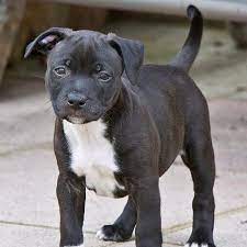 American Staffordshire Terrier Puppy Ahhhhhhhhhhj So Freaking Adorable Staffordshire Bull Terrier Puppies American Staffordshire Terrier Puppies Bull Terrier