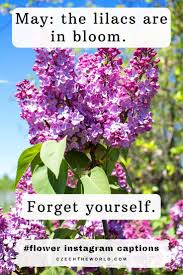 Bluebell is one flower name that is used very quietly. 175 Best Instagram Captions For Flower Photos 2021
