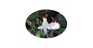 Image result for Clerodendrum silvanum