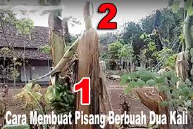 We did not find results for: Cara Membuat Pisang Berbuah Dua Kali Liputan Kampung