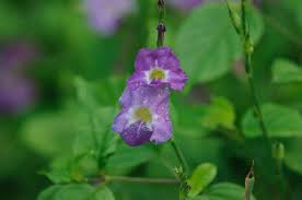 Image result for Asystasia malawiana