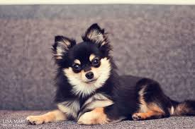 Pomeranian Chihuahua Mix Black And Brown Pin By Elizabeth Saporito On Nature The Dog Park Pomchi Puppies Dog Breeds Pomchi Dogs