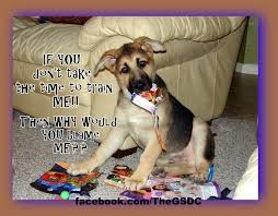 Pin By Bunny Barrentine On Doggies And Their Special Ways Humor Inspiration Dog Shaming Happy Puppy German Shepherd Dogs