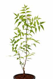 Image result for Azadirachta