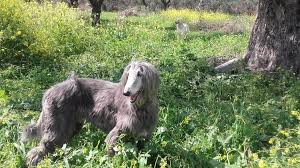Tζιχαντιστές από τη βρετανία εισέρχονται. A Opws Lagwniko Toy Afganistan Metomati