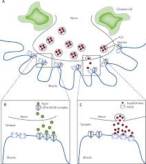 Although myasthenia gravis can affect any of the muscles that you control voluntarily, certain muscle groups are more commonly affected than others. Myasthenia Gravis Subgroup Classification And Therapeutic Strategies The Lancet Neurology