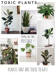 Toxic Plants To Pets Cats Safe House Plants Cat Safe House Plants Houseplants Safe For Cats