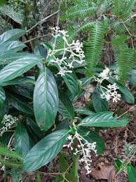 Image result for Gaertnera