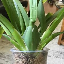 Add to favorites in spike!! Oncidium Sharry Baby Oncidium Orchid Sharry Baby Uploaded By Kaitym