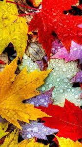 Pin By Sharon Bagan On Art Color Autumn Leaves Wallpaper Leaf Photography Autumn Leaves