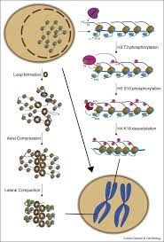 Maybe you would like to learn more about one of these? Chromosome Condensation And Decondensation During Mitosis Sciencedirect