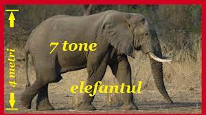 Cate kg are un metru cub. Elefantul Curiozitati Despre Elefant Ce Mananca Elefantul Trompa Elefantului Cate Kg Are Un Elefant Youtube