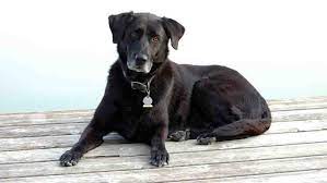 Why Your Pup Is Going Prematurely Gray And What You Can Do About It
