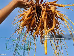 Image result for Asparagus racemosus